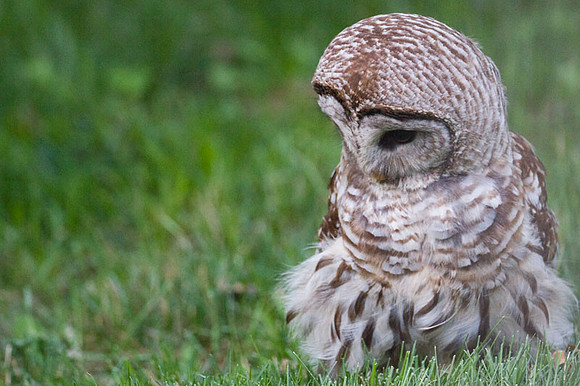Barred Owl (Strix varia)