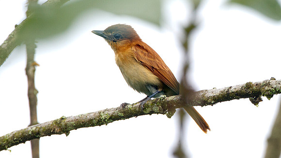 Cinnamon Becard (Pachyramphus cinnamomeus)