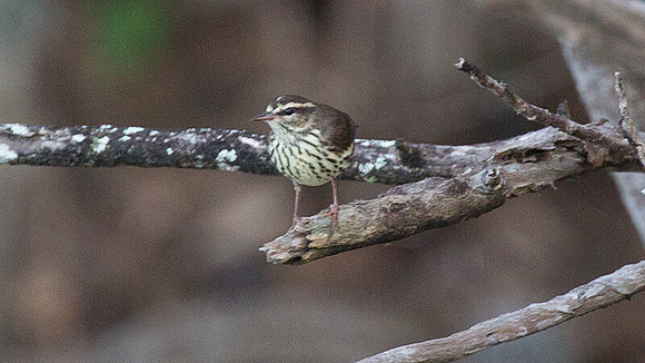 Northern Waterthrush (Parkesia noveboracensis)