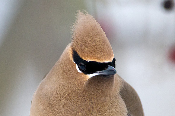 Cedar Waxwing (Bombycilla cedrorum)