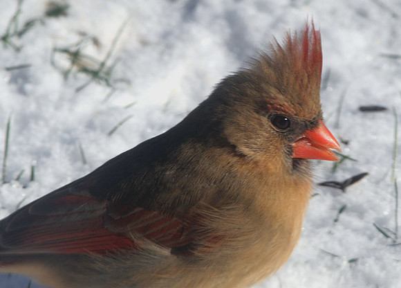 Northern Cardinal (Cardinalis cardinalis) female; also known as Common Cardinal, Redbird