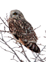 Short-eared Owl (Asio flammeus)