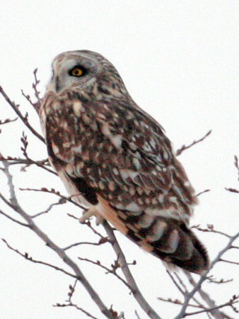 Short-eared Owl (Asio flammeus)