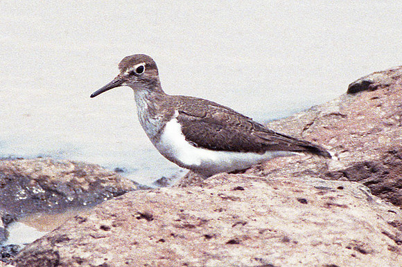 Common Sandpiper (Actitis hypoleucos)