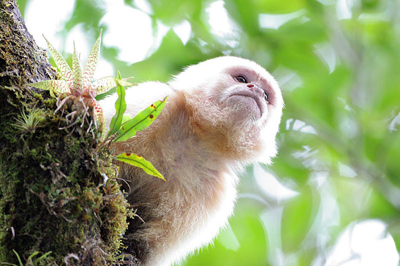 White-headed Capuchin (Cebus capucinus) also known as White-faced Capuchin