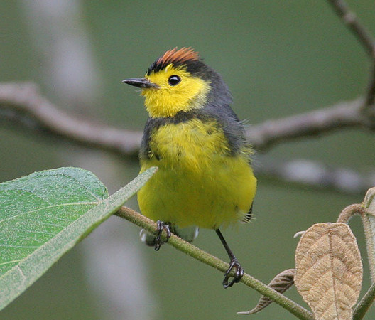 Collared Redstart (Myioborus torquatus)