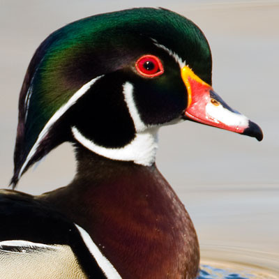 Wood Duck or Carolina Duck (Aix sponsa) male