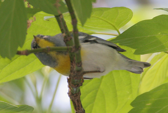 Northern Parula (Parula americana)