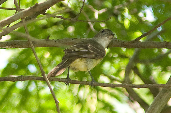 Greenish Elaenia (Myiopagis viridicata)