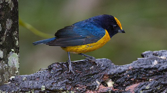 Orange-bellied Euphonia (Euphonia xanthogaster)