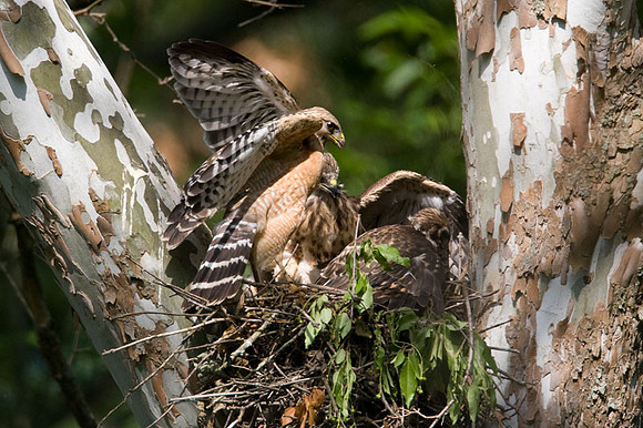 Red-shouldered Hawk (Buteo lineatus) juvenile