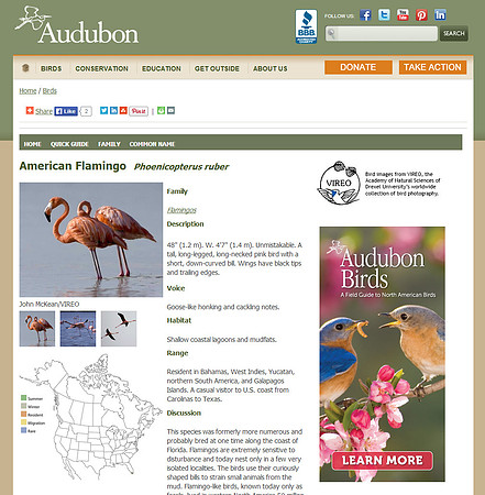 Audubon-American-Flamingo