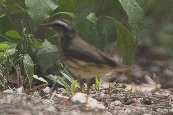 Louisiana Waterthrush (Seiurus motacilla)