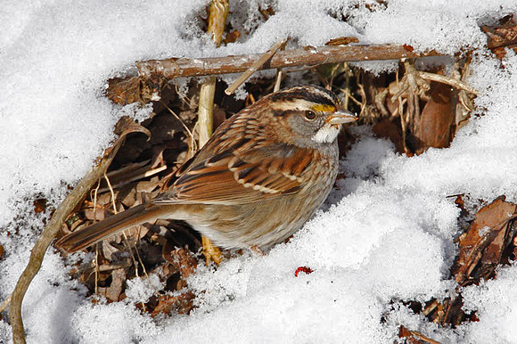White-throated Sparrow (Zonotrichia albicollis)