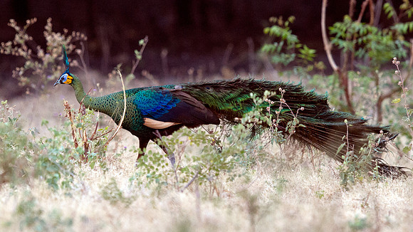 Green peafowl (Pavo muticus)
