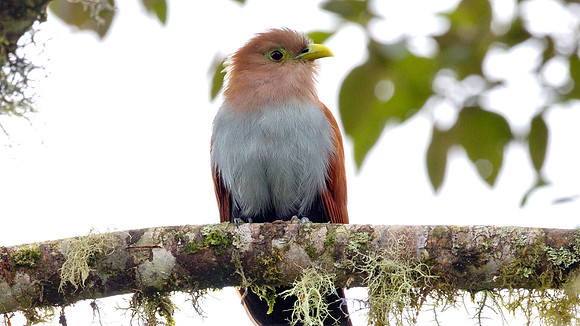 Squirrel Cuckoo (Piaya cayana)
