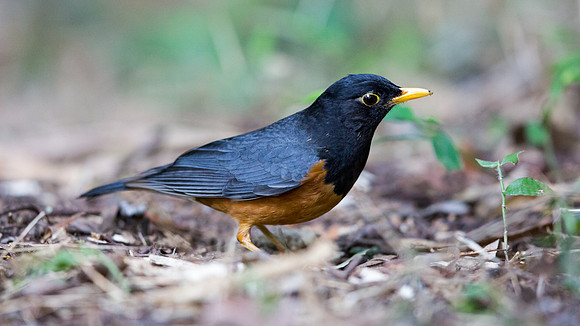 Black-breasted thrush (Turdus dissimilis) Male