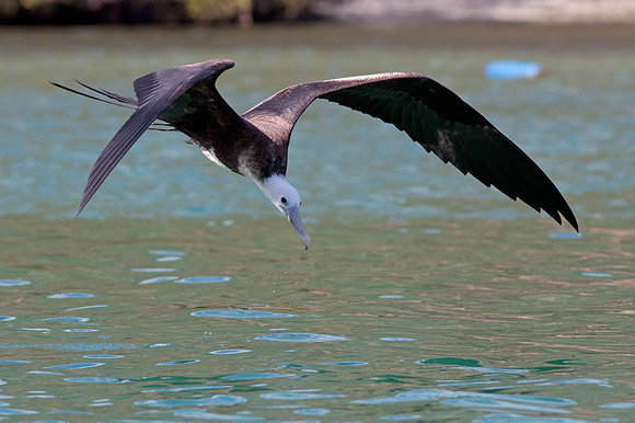 Magnificent Frigatebird (Fregata magnificens) Immature