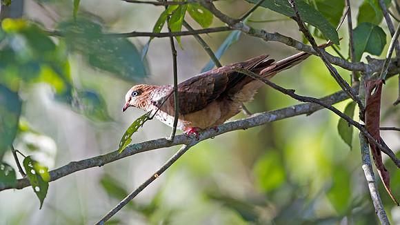 Little Cuckoo-Dove (Macropygia ruficeps)