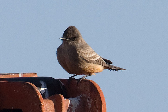 Say's Phoebe (Sayornis saya)