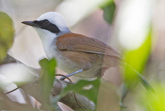 White-crested laughingthrush (Garrulax leucolophus)