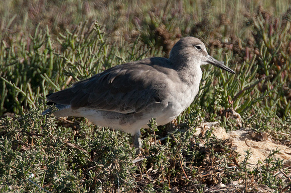 Willet (Tringa semipalmata)