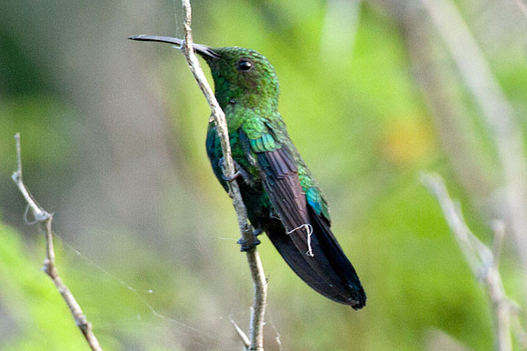 Green-throated Carib (Eulampis holosericeus)