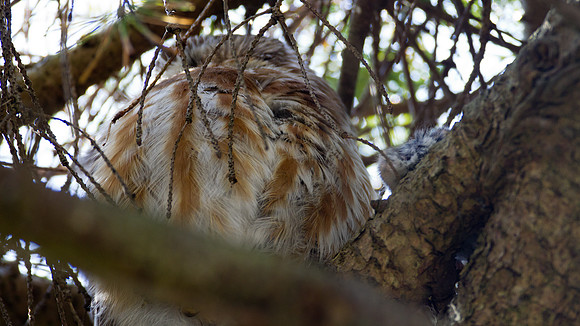 Western Screech-Owl (Megascops kennicottii)