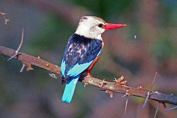 Brown-hooded Kingfisher (Halcyon albiventris)