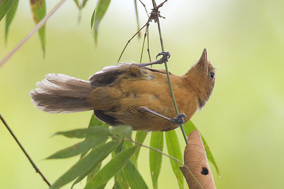 Dusky Antbird (Cercomacra tyrannina) also known as Tyrannine Antbird
