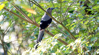 Bornean Treepie (Dendrocitta cinerascens)