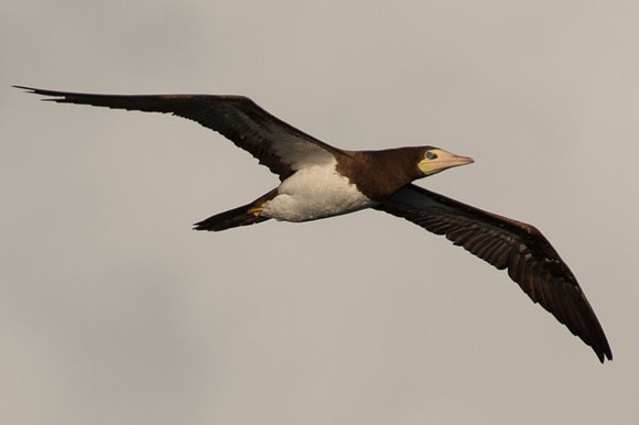 Brown Booby (Sula leucogaster)