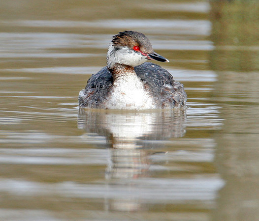 Horned Grebe (Podiceps auritus) winter plumage; also known as Slavonian Grebe