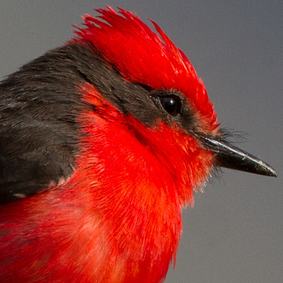 Vermilion Flycatcher (Pyrocephalus rubinus)