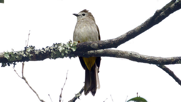 Pale-faced Bulbul (Pycnonotus leucops)