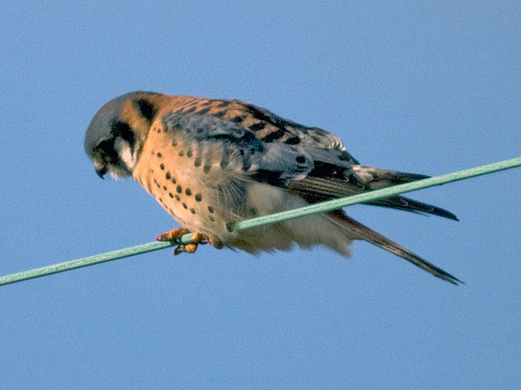 American Kestrel (Falco sparverius)