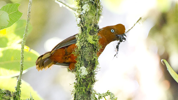 Andean Cock-of-the-rock (Rupicola peruvianus)