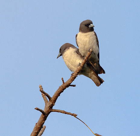 White-breasted woodswallow (Artamus leucorynchus)