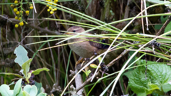 Grass Wren (Cistothorus platensis)