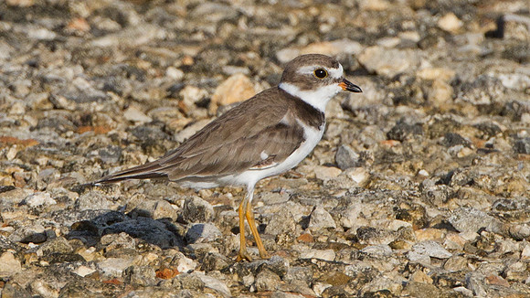 Semipalmated Plover (Charadrius semipalmatus)