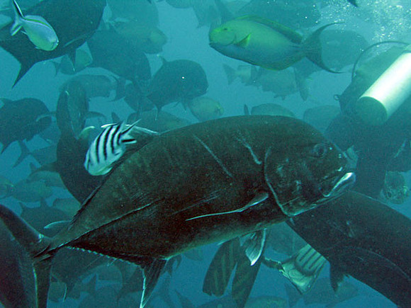 Fish