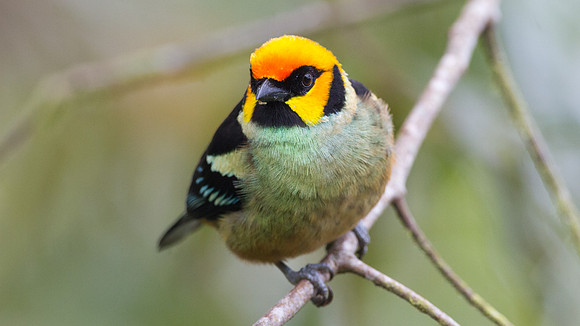 Flame-faced Tanager (Tangara parzudakii)