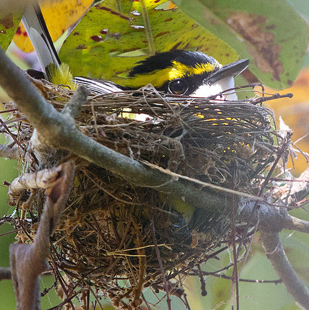 Yellow-breasted boatbill (Machaerirhynchus flaviventer)