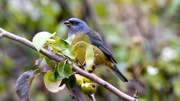 Blue-and-yellow Tanager (Thraupis bonariensis)