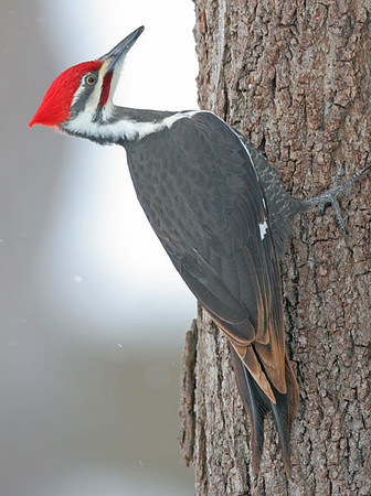 Pileated Woodpecker (Dryocopus pileatus) male