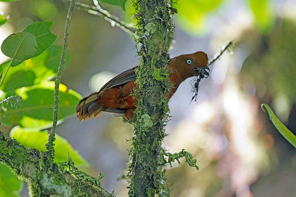 Andean Cock-of-the-rock (Rupicola peruvianus)