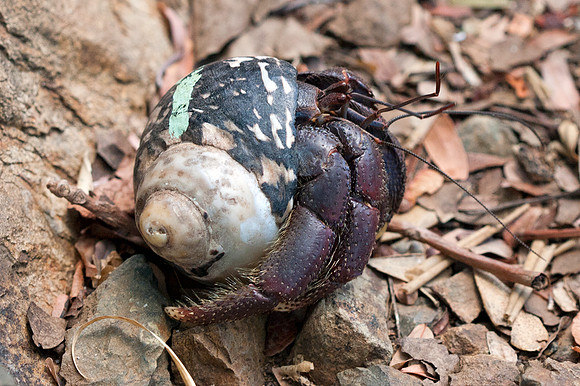 Caribbean hermit crab (Coenobita clypeatus)