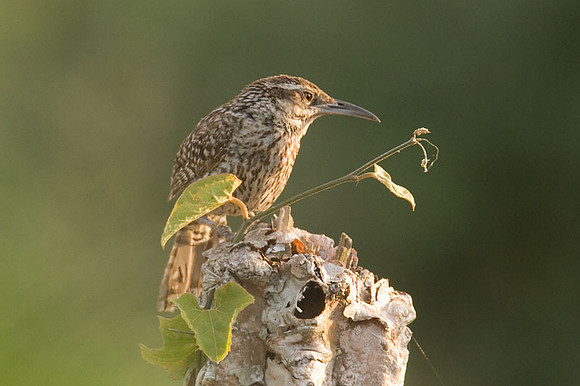 Yucatan Wren (Campylorhynchus yucatanicus)