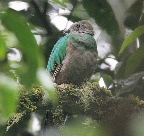 Resplendent Quetzal (Pharomachrus mocinno) female