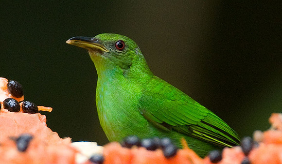 Green Honeycreeper (Chlorophanes spiza) female